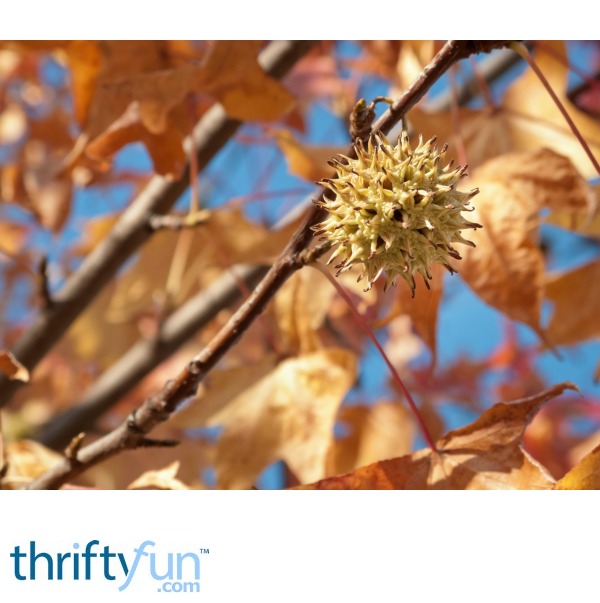 Growing a Sweetgum Tree ThriftyFun