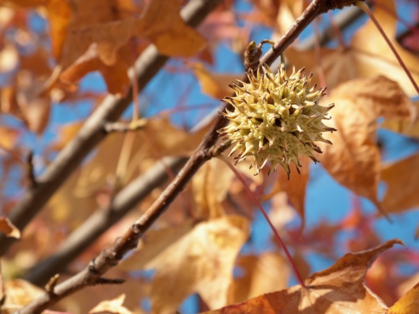 Image result for The Sweet Gum Tree