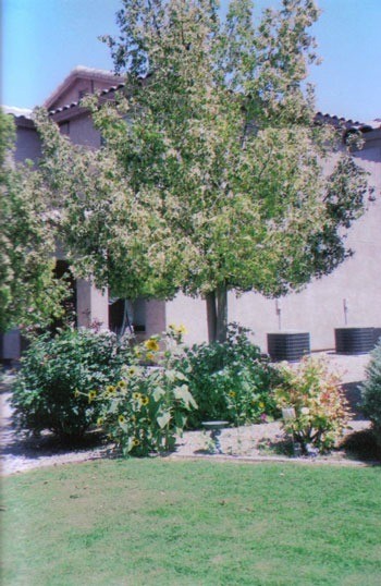 Flowers under a tree.