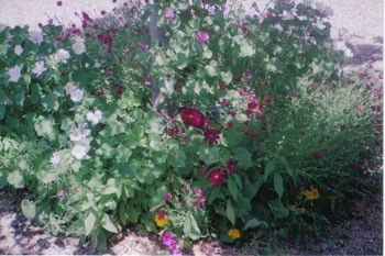 Variety of flowers in garden.