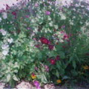 Variety of flowers in garden.