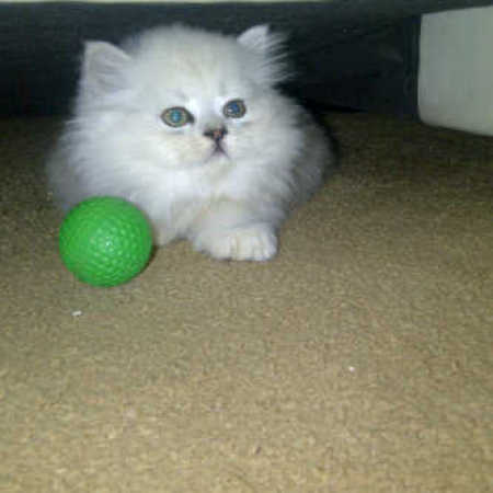 Persian kitten.