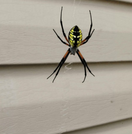 A banana spider hanging in front of a house.