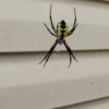 A banana spider hanging in front of a house.