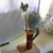Numi on a pedestal.