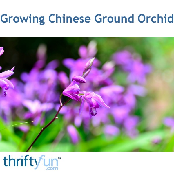 Growing Chinese Ground Orchid Thriftyfun
