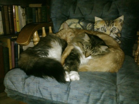 Two cats cuddling on a chair.