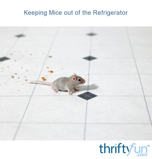 Keeping Mice out of Appliances? ThriftyFun