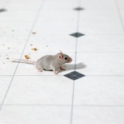 Mouse in Kitchen