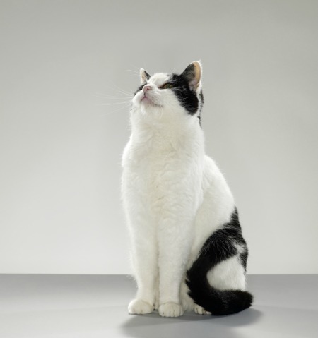 A cat sitting on the floor.