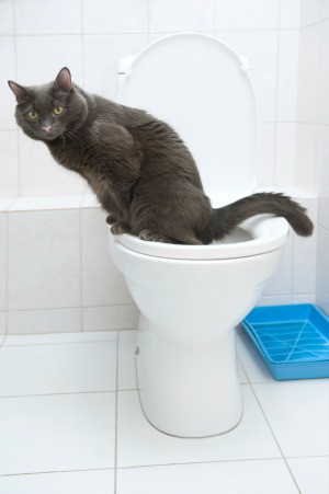 toilet trained cat