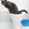 toilet trained cat