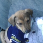 Tan and black puppy.