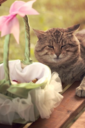 A cat sitting by a basket full of flower pedals for a wedding.