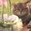 A cat sitting by a basket full of flower pedals for a wedding.