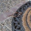 Small brown snake on door mat.