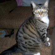 Black, gray, and white tabby.