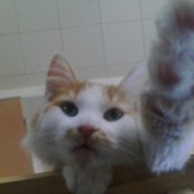 Kitten reaching up with left paw.