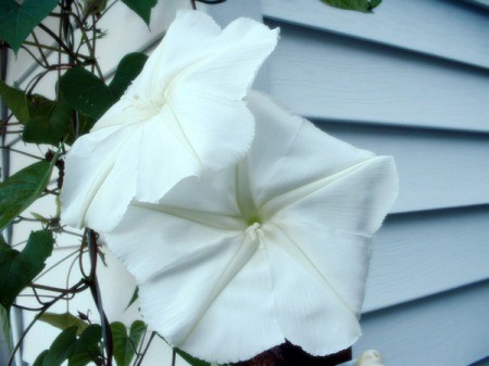 A moonflower bloom next to white siding.