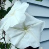 A moonflower bloom next to white siding.