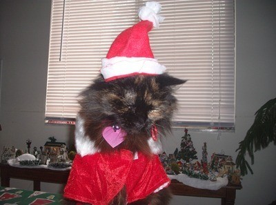 Cat in Santa outfit with hat.