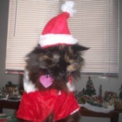 Cat in Santa outfit with hat.