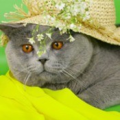 A cat wearing a straw hat.
