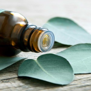 Eucalyptus Oil