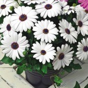 Asti White Flowers