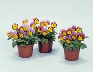 Viola Skippy Flowers