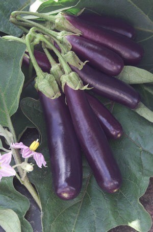 Eggplant Hansel