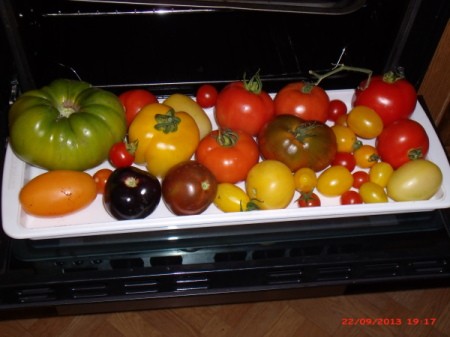 White tray with a variety of tomatoes.