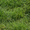 A photo of a grass lawn.