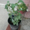 Lilac bush in a pot.