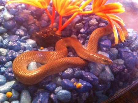 Snake in aquarium.