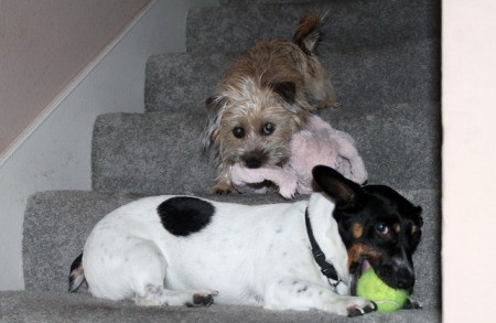 Dogs on the stairs.