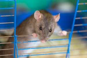 A pet rat in a cage.