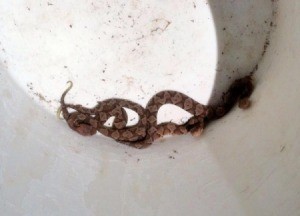 Snakes in a white bucket.