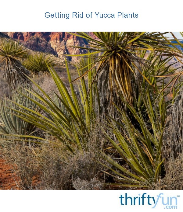 Getting Rid of Yucca Plants? ThriftyFun