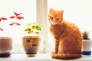 An orange cat sitting on a window sill.