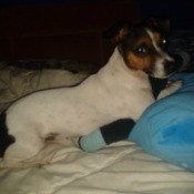 Jack Russel lying on the bed.