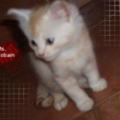 White and orange kitten.