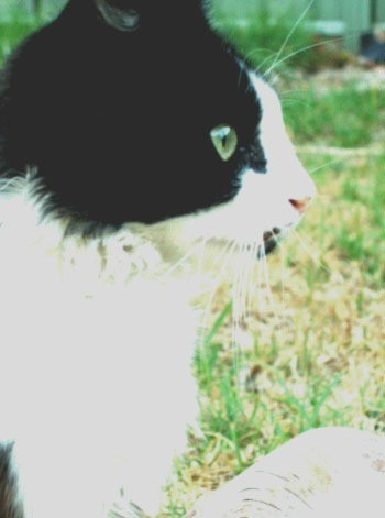 Black and white cat.