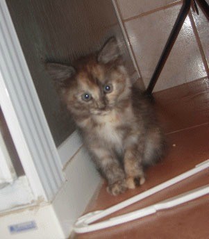 Tri color kitten.