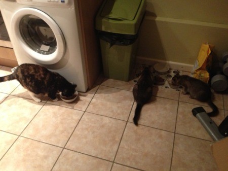 Adult Calico cat and two kittens in laundry room.