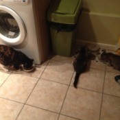 Adult Calico cat and two kittens in laundry room.