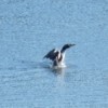 Dancing With The Loon (Wendsley Lake, Ontario)