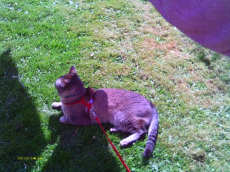Cat lying in grass.