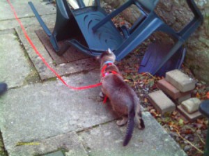 Cat exploring while on leash.