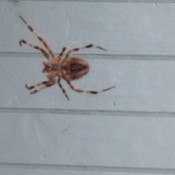 Closeup of spider.